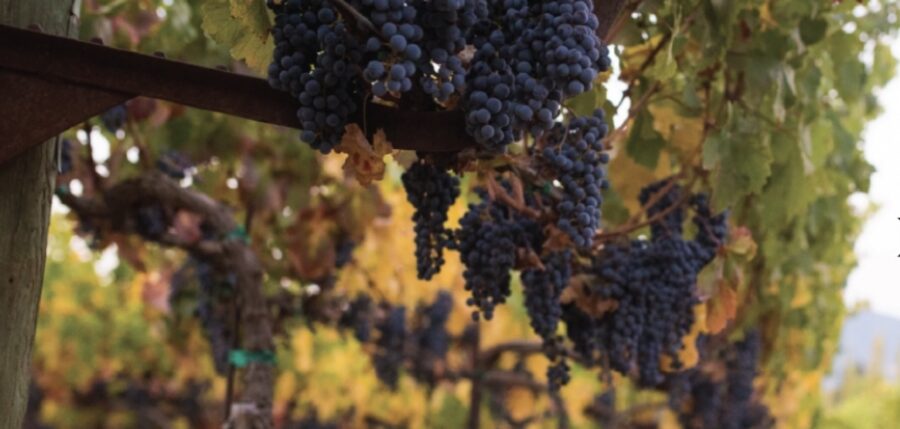 Vineyard