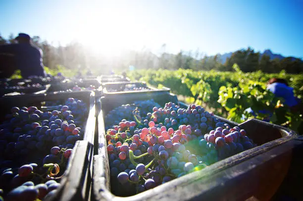 WineHarvest