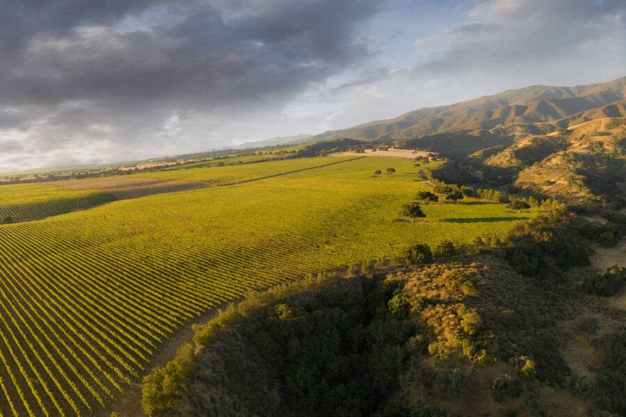 DOCTORS_VINEYARD_hi-res-scaled